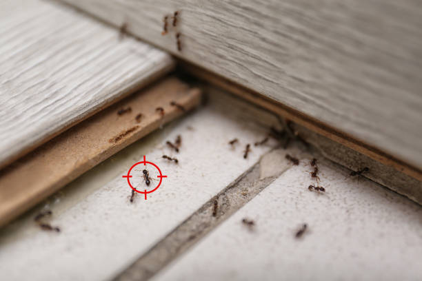 Best Best Pest Control Companies  in Loveland Park, OH