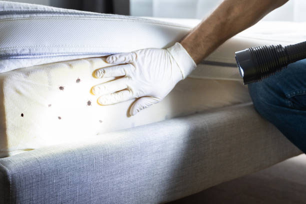 Best Wasp Removal Services  in Loveland Park, OH