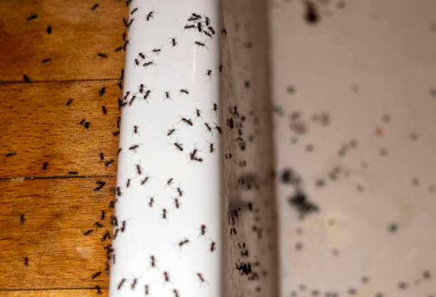 Best Residential Pest Control  in Loveland Park, OH